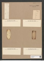 Synedra sp. (de-Toni-Nr.: Genus 66) Zeichnungen Sammlung Grunow Nr. 5388 (NHMW-BOT-W0373817)